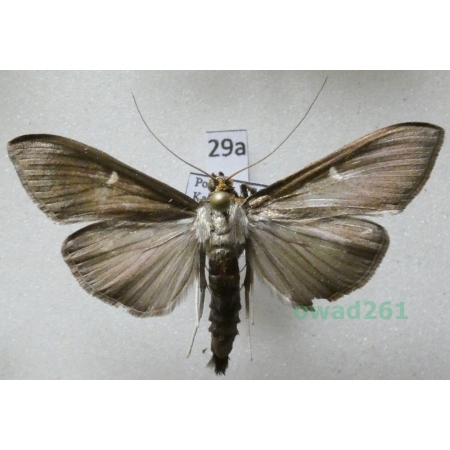 Cydalima perspectalis (Walker, 1859) form Poland29a